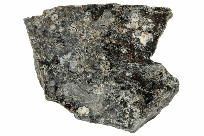 Polished Rhynie Chert - Early Devonian Vascular Plant Fossils #318896